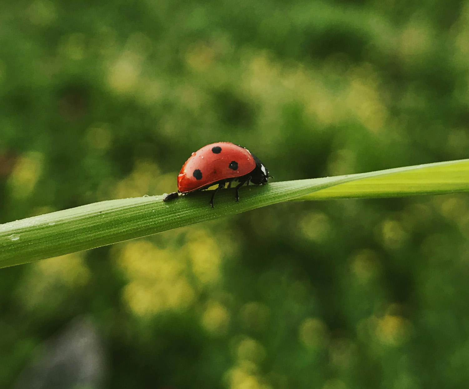 Objectifs Harmony et nature